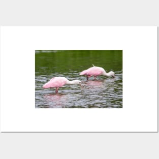 Pink Roseate Spoonbills Feeding Posters and Art